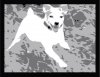 Dog-000.jpg