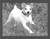 Dog-001.jpg