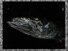Fish-00.jpg