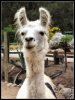 llama.jpg